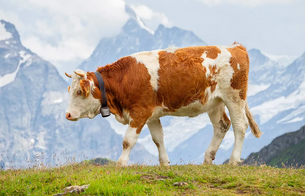 Zeki çalı hayvancılık