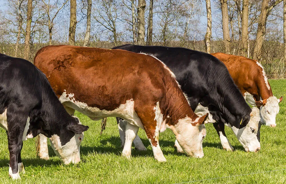 zeki çalı hayvancılık