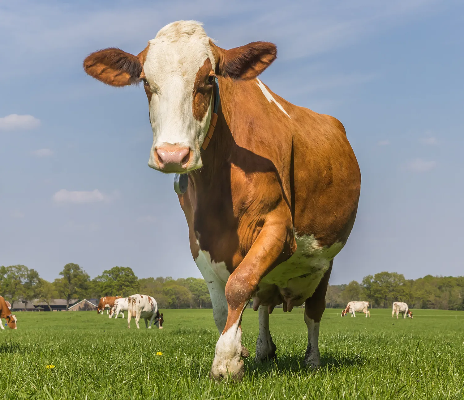 zeki çalı hayvancılık